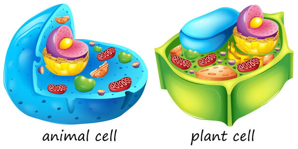 Animal and plant cells