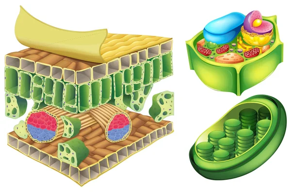 Cellule vegetali — Vettoriale Stock