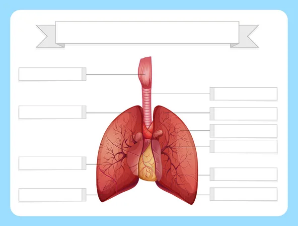 Struktura Wzoru Arkusza Roboczego Płuc Ilustracja — Wektor stockowy