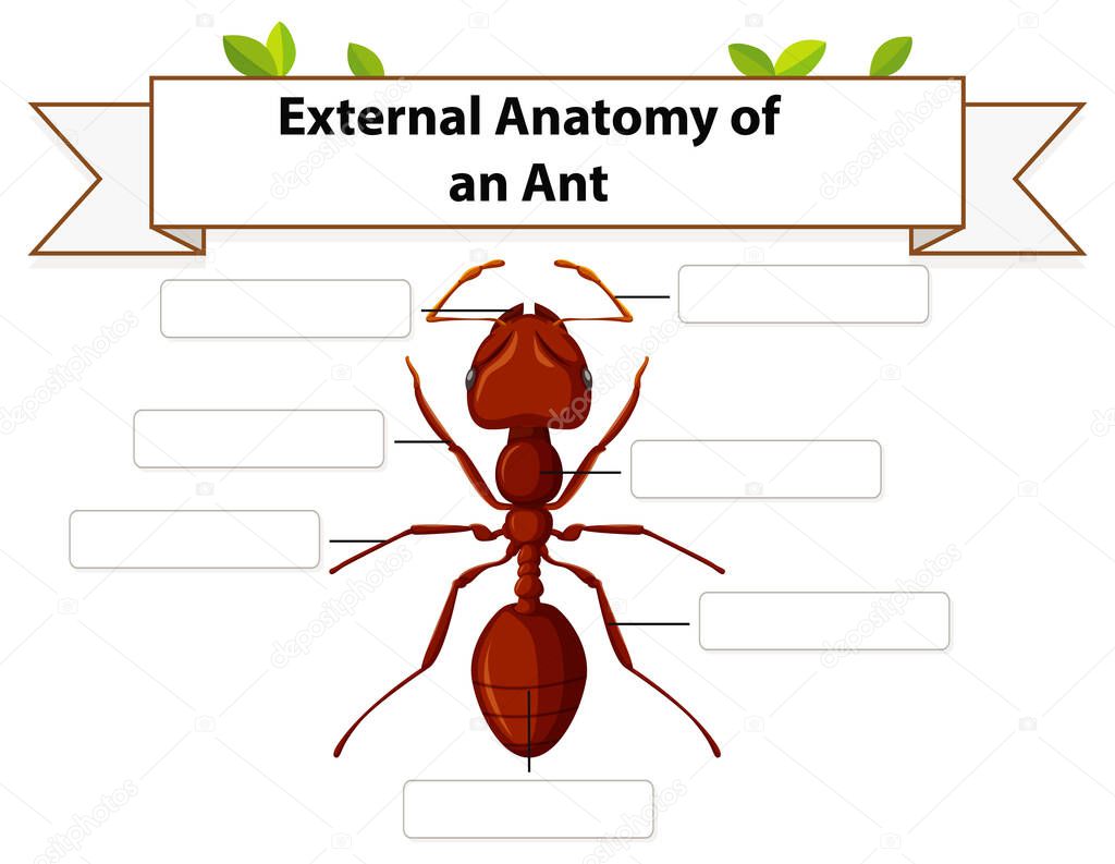 External Anatomy of an ant worksheet  illustration