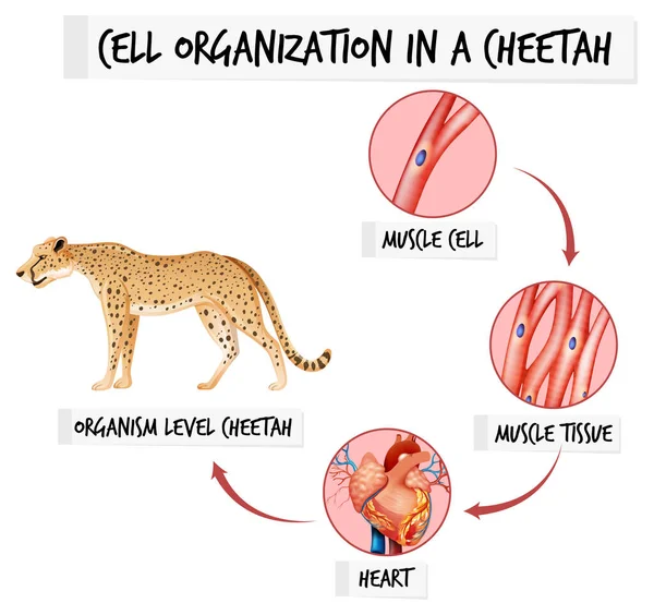 Diagramma Che Mostra Organizzazione Cellulare Illustrazione Del Ghepardo — Vettoriale Stock