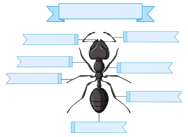 Anatomia Externa Uma Ilustração Planilha Formigas — Vetor de Stock