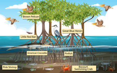 Mangrove orman sahnesi ve etiketli hayvanlar.