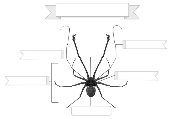 Externe Anatomie Einer Peitschenspinne — Stockvektor