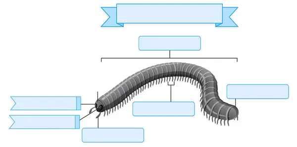 Extern Anatomi Millipede Kalkylblad Illustration — Stock vektor