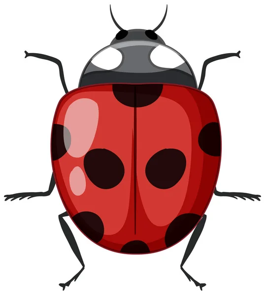 Rode Lieveheersbeestje Geïsoleerd Witte Achtergrond Illustratie — Stockvector