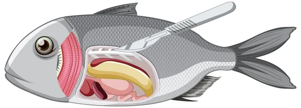 Anatomia De Un Pezストックベクター ロイヤリティフリーanatomia De Un Pezイラスト ページ 3 Depositphotos