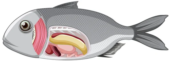 Una Anatomía Los Peces Sobre Fondo Blanco Ilustración — Vector de stock