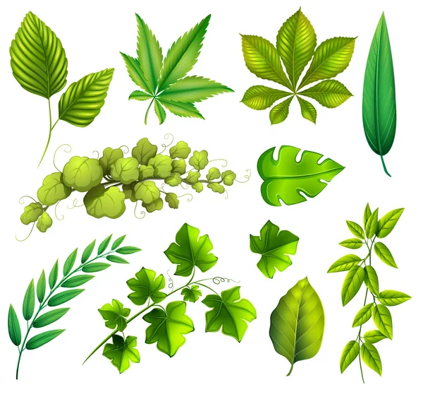 Different leaves — Stock Vector
