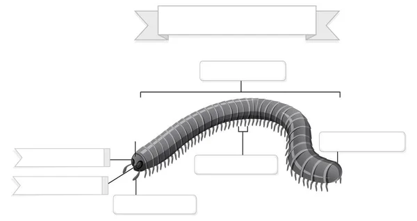 Anatomía Externa Ilustración Hoja Trabajo Milpiés — Vector de stock