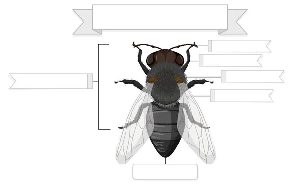 Zewnętrzna Anatomia Arkusza Roboczego Muchy — Wektor stockowy