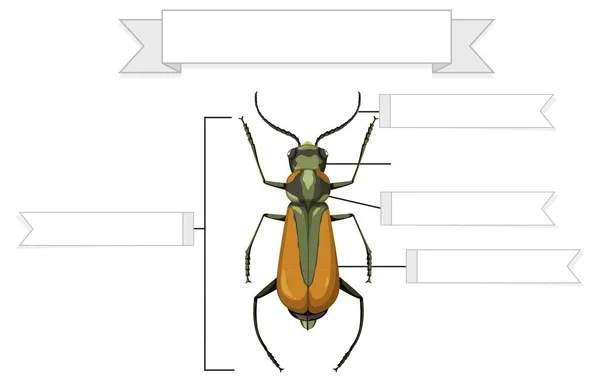 Anatomia Externa Uma Planilha Brachinus Ilustração — Vetor de Stock