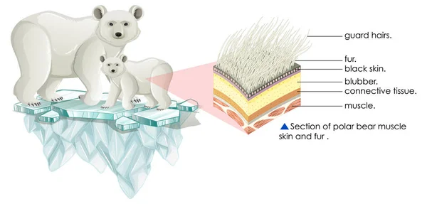 Sección Piel Muscular Oso Polar Ilustración Piel — Vector de stock