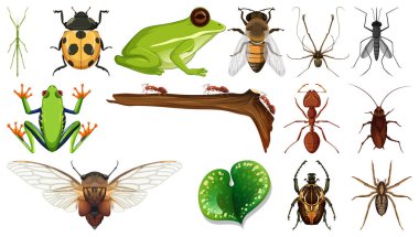 Beyaz arkaplanda izole edilmiş farklı böcek koleksiyonu