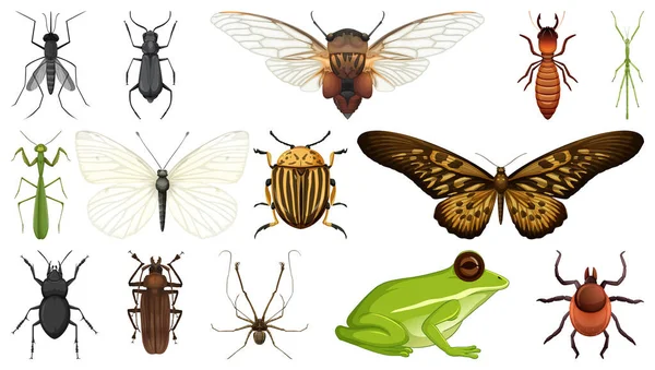 Colección Diferentes Insectos Aislados Sobre Fondo Blanco Ilustración — Archivo Imágenes Vectoriales