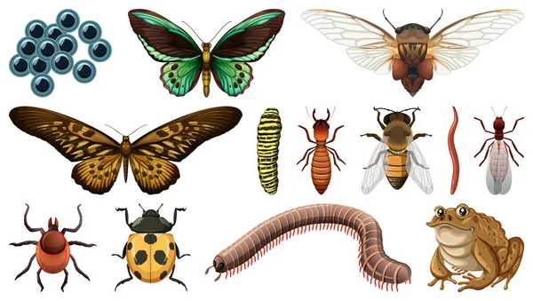 Olika Insekter Samling Isolerad Vit Bakgrund Illustration — Stock vektor