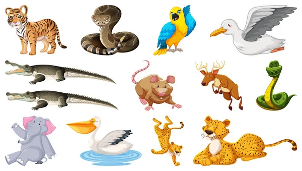 Set Different Wild Animals Cartoon Characters Illustration — Stockvektor