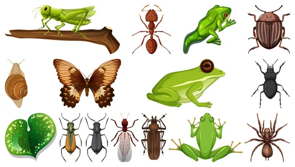 Colección Diferentes Insectos Aislados Sobre Fondo Blanco Ilustración — Vector de stock