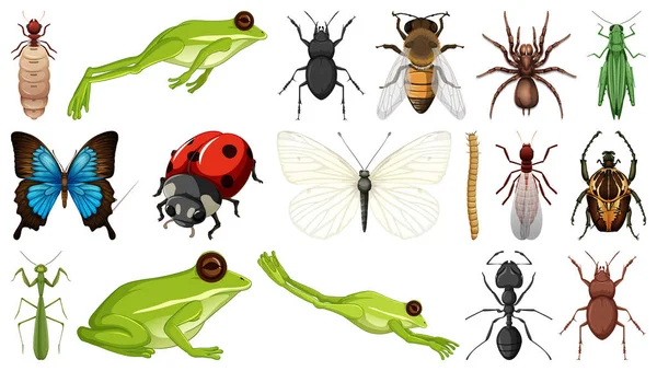 Colección Diferentes Insectos Aislados Sobre Fondo Blanco Ilustración — Vector de stock