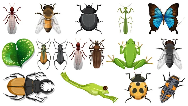 在白色背景图上分离出不同的昆虫集合 — 图库矢量图片