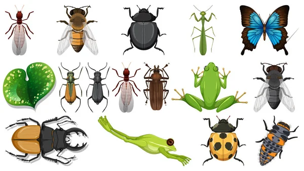 Different Insects Collection Isolated White Background Illustration — Stock Vector