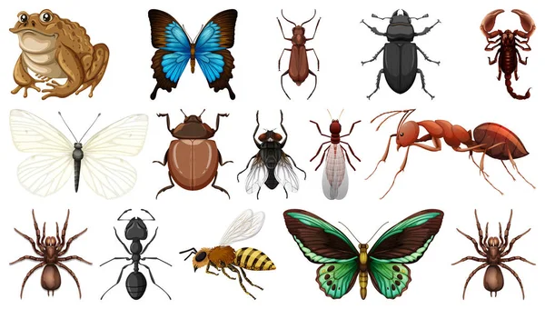 Colección Diferentes Insectos Aislados Sobre Fondo Blanco Ilustración — Vector de stock