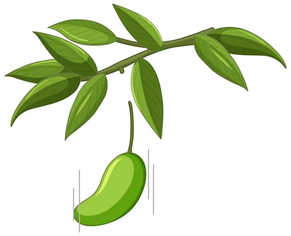 Mango Falling Tree Illustration — Vettoriale Stock
