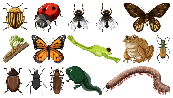 Olika Insekter Samling Isolerad Vit Bakgrund Illustration — Stock vektor