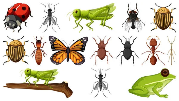 Different Insects Collection Isolated White Background Illustration — Stock Vector