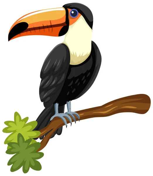 Туканський Птах Гілці Ізольований Білому Тлі Ілюстрації — стоковий вектор