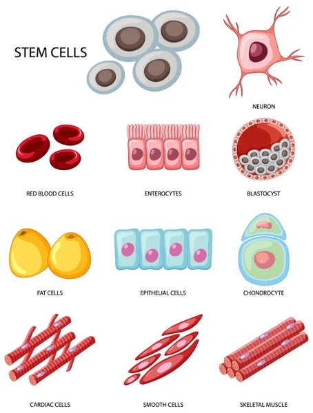 Types Stem Cells White Background Illustration — Stock Vector