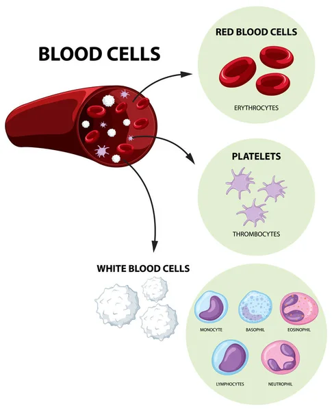 Tipo Cellule Del Sangue Umano Sfondo Bianco Illustrazione — Vettoriale Stock