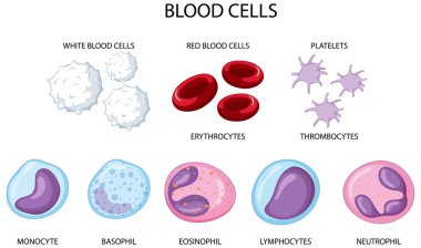 Type of human blood cells on white background illustration clipart