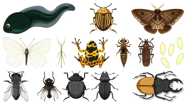 Different Insects Collection Isolated White Background Illustration — Stock Vector