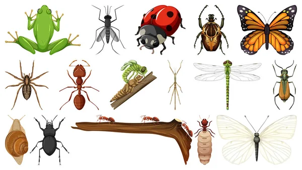 Différentes Collections Insectes Isolés Sur Fond Blanc Illustration — Image vectorielle