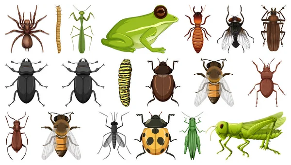 Different Insects Collection Isolated White Background Illustration — Stock Vector