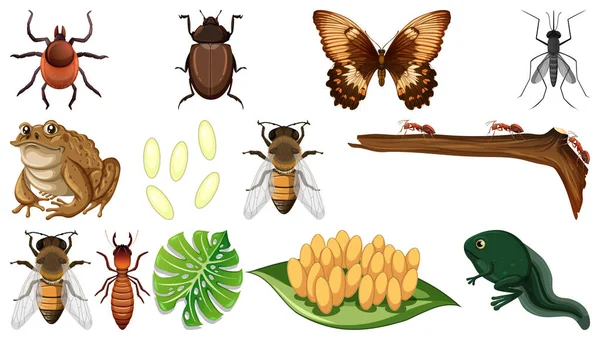 Different Insects Collection Isolated White Background Illustration — Stock Vector