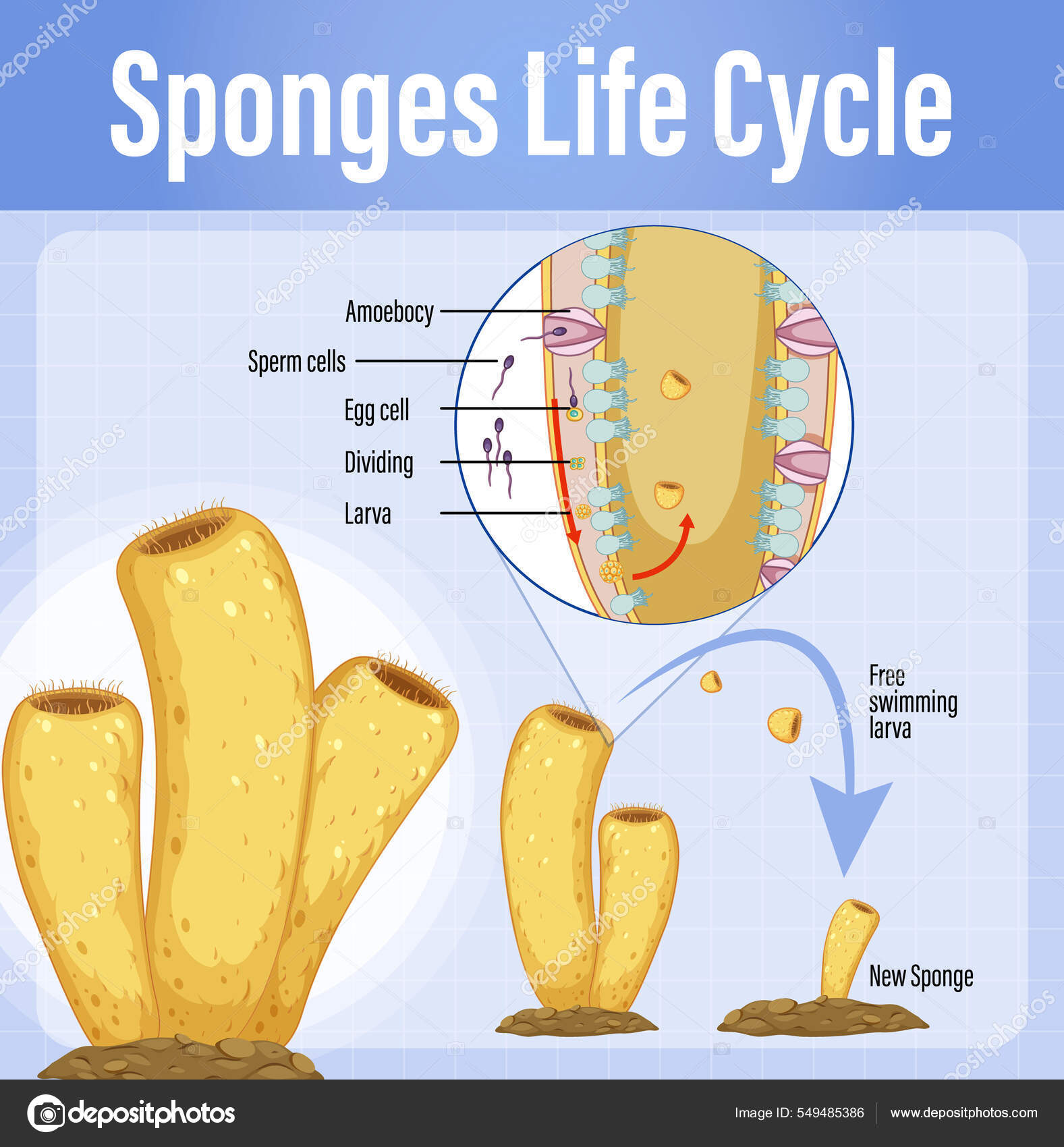 Sponge Diagram Worksheet