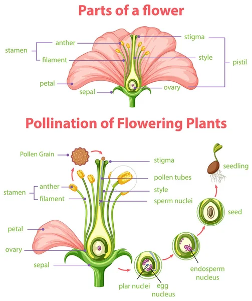 Diagrama Polinização Plantas Com Flores Ilustração — Vetor de Stock