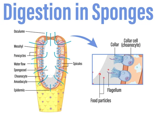 Diagram Menunjukkan Pencernaan Dalam Ilustrasi Spons - Stok Vektor