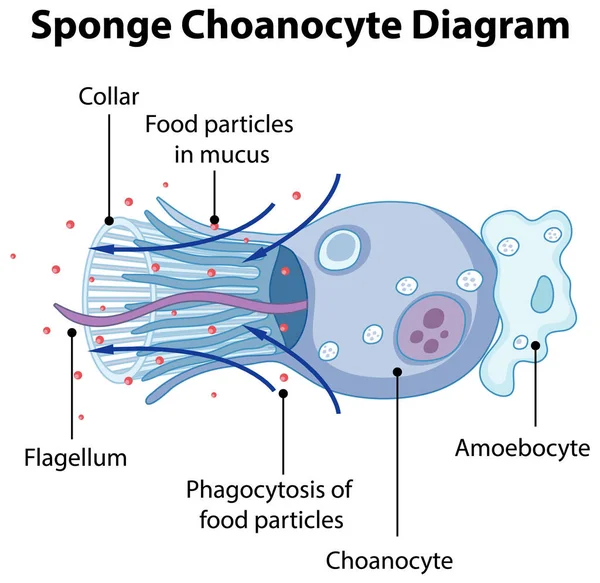 Schema Met Afbeelding Van Spons Choanocyt — Stockvector