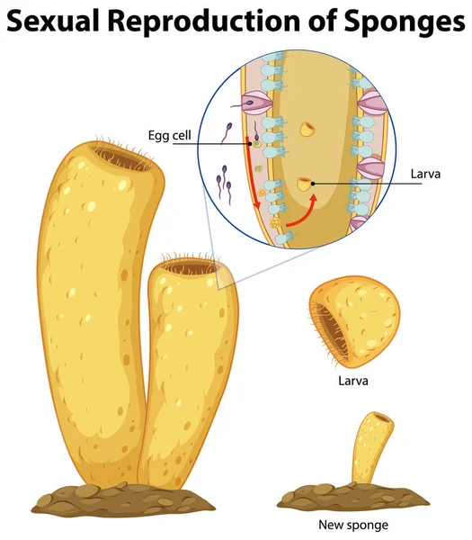 Diagram Showing Reproduction Sponges Illustration — Stock Vector