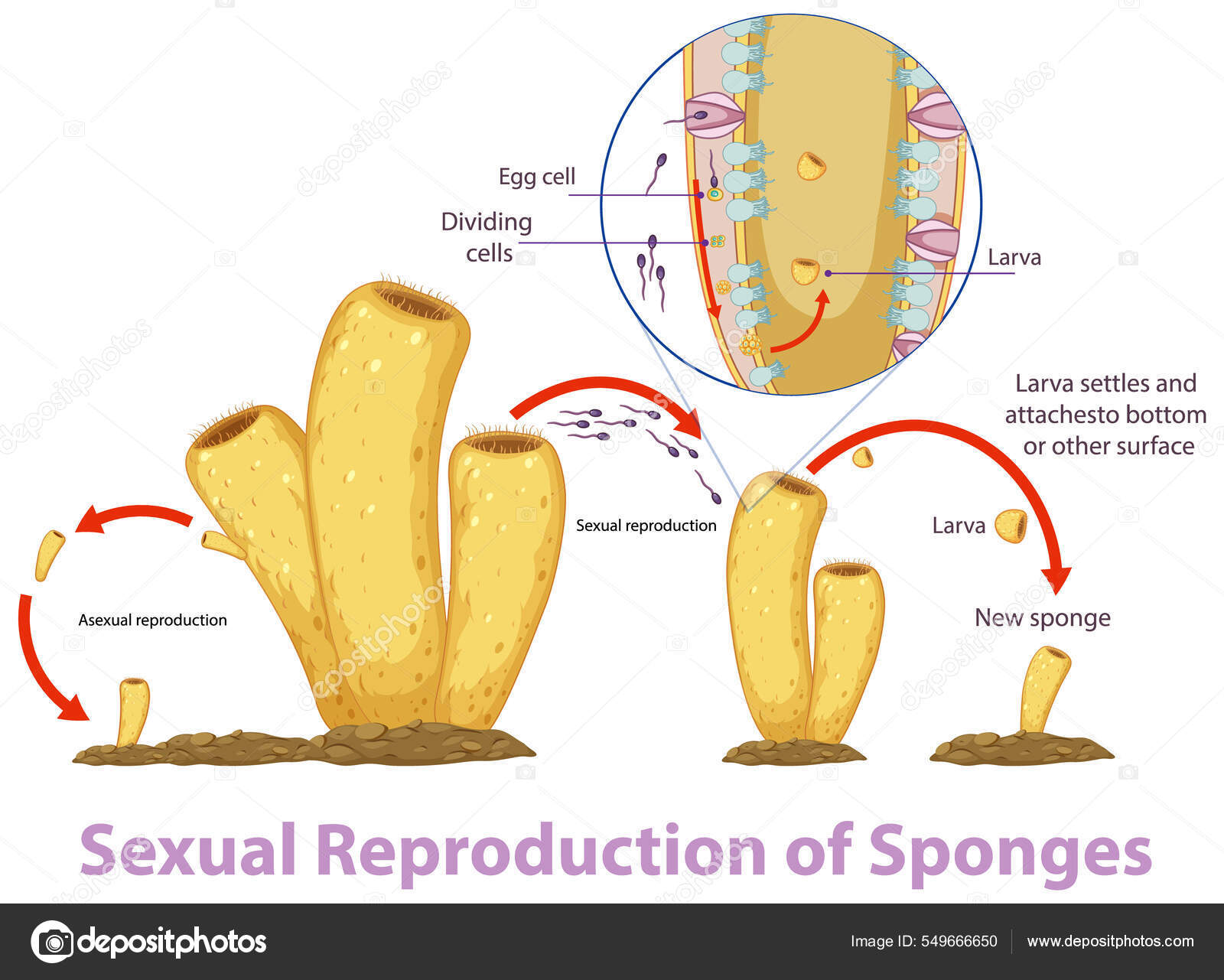 Diagram Showing Reproduction Sponges Illustration Stock Vector by