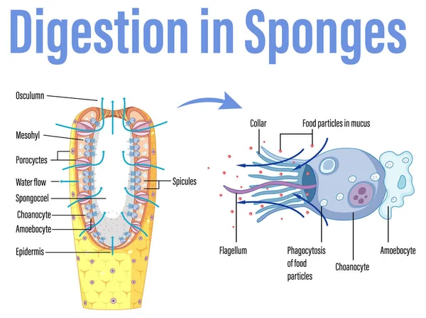 Diagramma Che Mostra Digestione Spugne Illustrazione — Vettoriale Stock