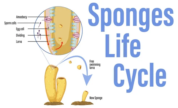 Obrázek Znázorňující Životní Cyklus Ilustracích Hub — Stockový vektor