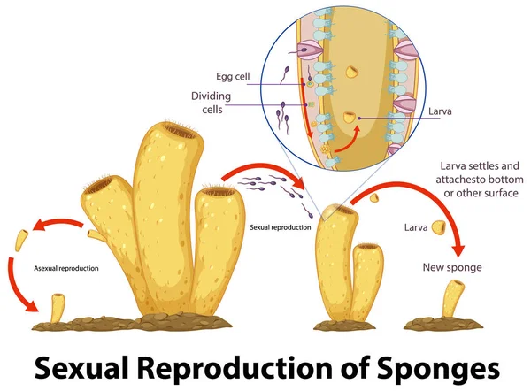 Diagram Showing Reproduction Sponges Illustration — Stock Vector