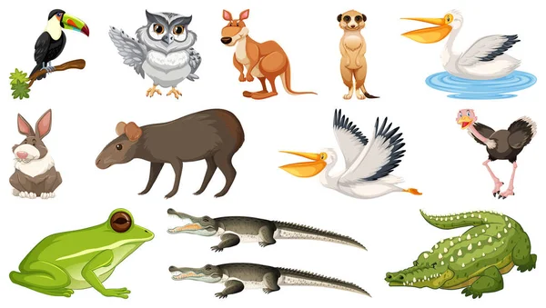 Sada Různých Divokých Zvířat Ilustrace — Stockový vektor