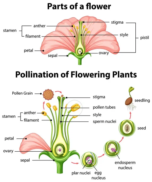 Schéma Pollinisation Des Plantes Fleurs Illustration — Image vectorielle