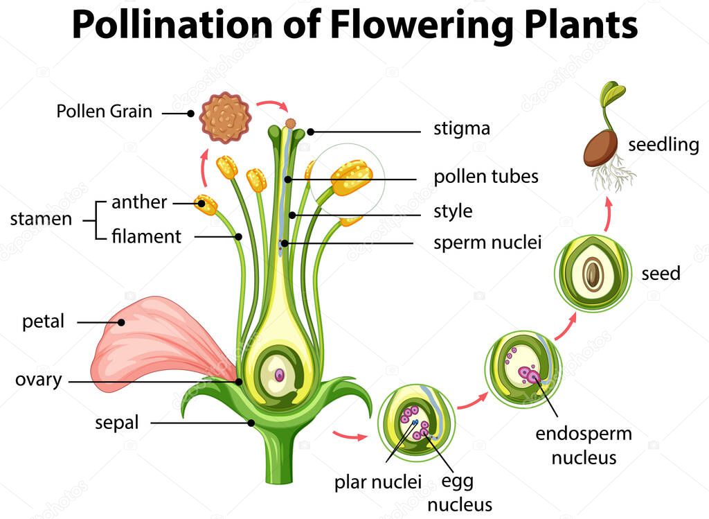 Diagram of pollination of flowering plants illustration