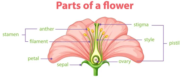 Diagrama Diferentes Partes Ilustración Flores — Vector de stock